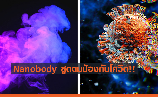 Nanobody ละอองสูดดมป้องกันโควิดระยะแรก ประสบผลสำเร็จครั้งแรกในหนูทดลอง