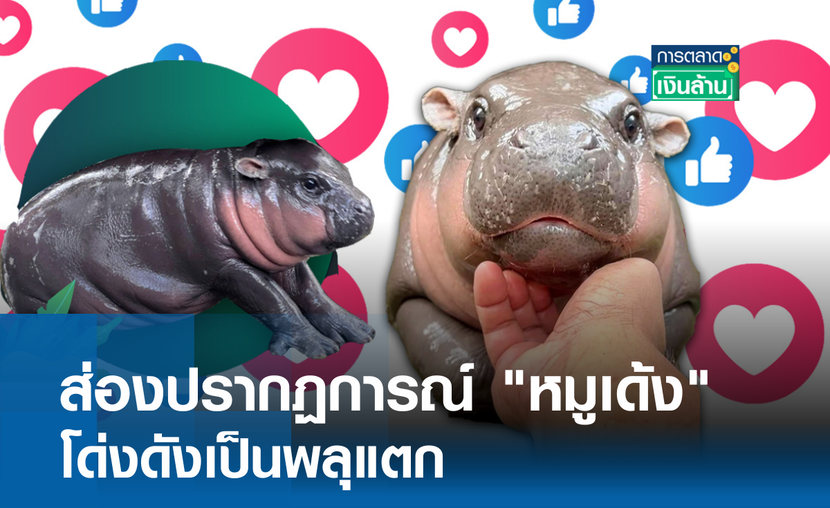 ส่องปรากฏการณ์ "หมูเด้ง" โด่งดังเป็นพลุแตก l การตลาดเงินล้าน