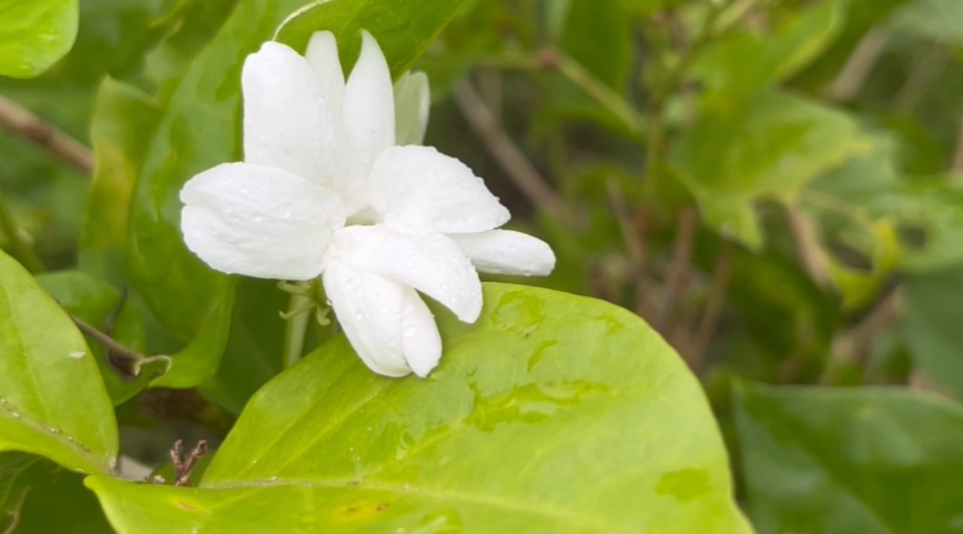 วันแม่ 12 สิงหาคม สำรวจราคา ดอกมะลิ ราคาพุ่ง กก.ละ 1,200 บาท วันแม่ 12 สิงหาคม สำรวจราคา ดอกมะลิ ราคาพุ่ง กก.ละ 1,200 บาท