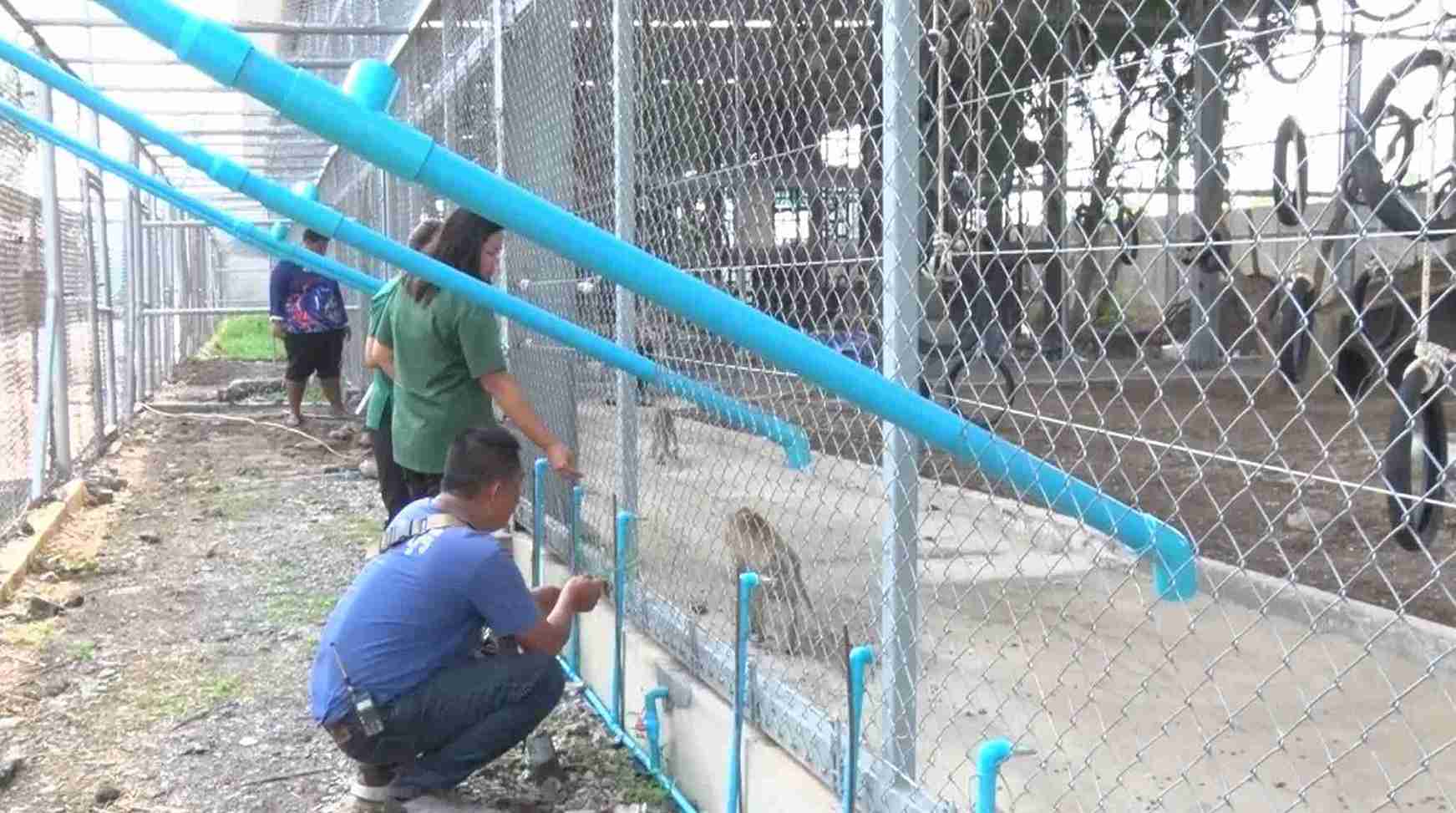 ลิงลพบุรี อยู่บ้านใหม่ผ่านไปวันแรกมีความสุข ไม่พบพฤติกรรมก้าวร้าว