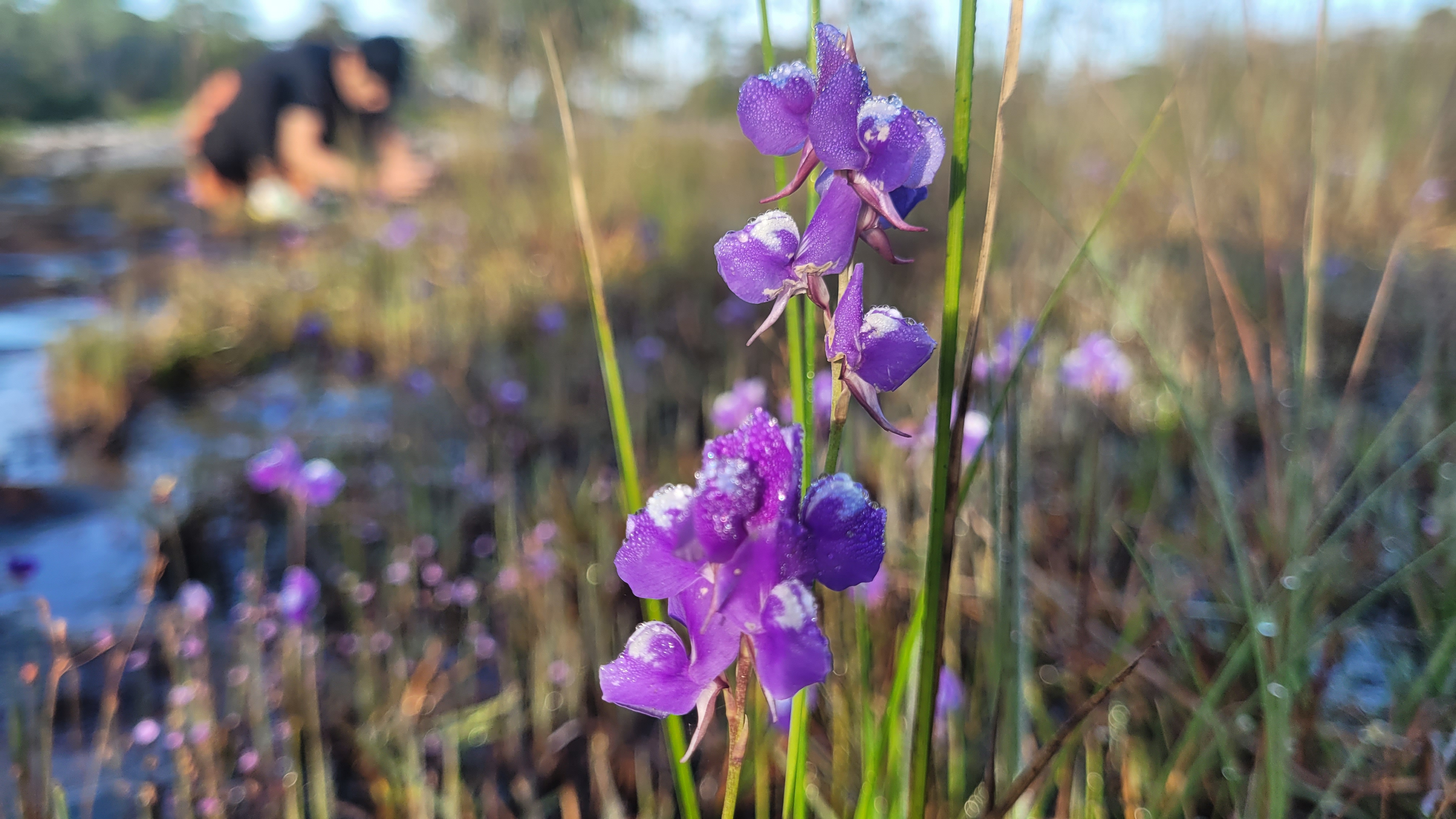 ทุ่งแสลงหลวง พร้อมเปิดให้ นทท.ขึ้นทุ่งโนนสน ชมดอกไม้งาม