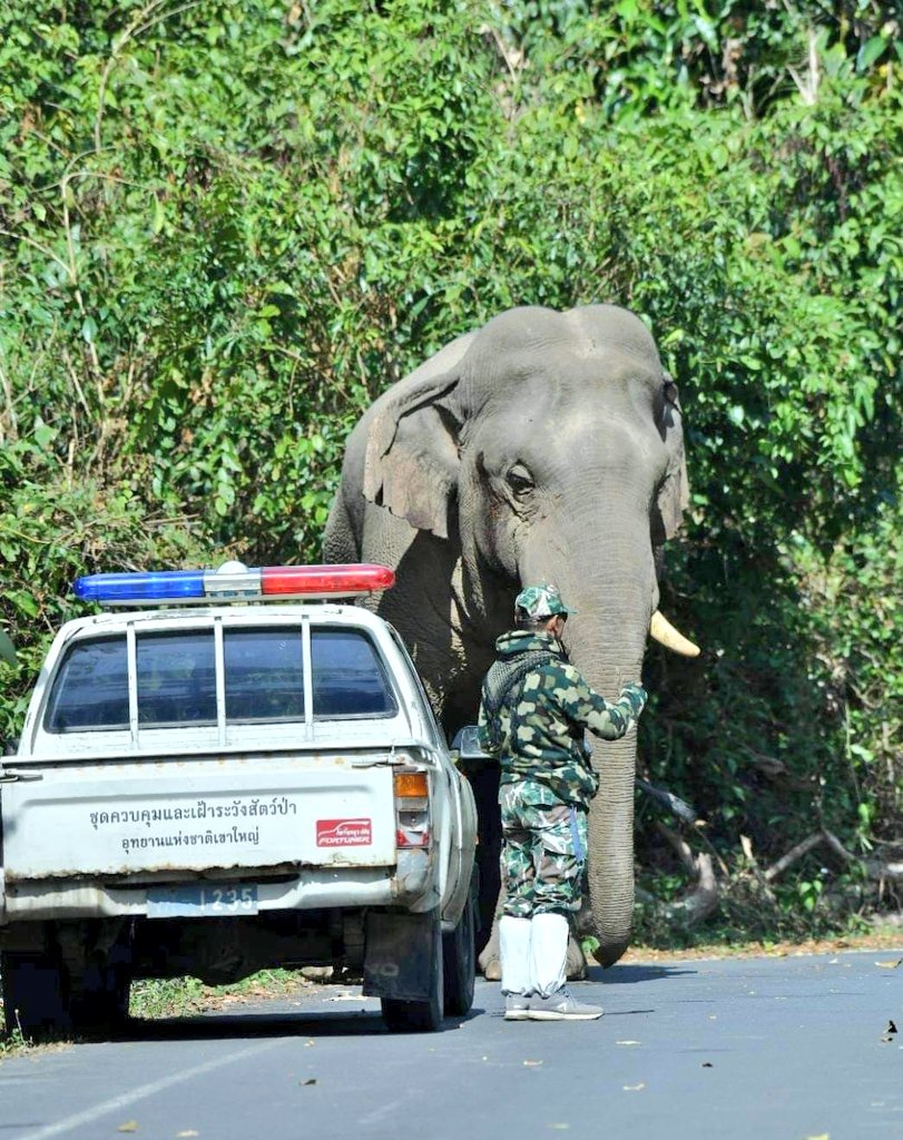 ชาวเน็ตแห่แชร์ ‘ชายชื่อสุทธิพร’ ผู้ที่ช้างป่าไม่เคยทำร้าย ชาวเน็ตแห่แชร์ ‘ชายชื่อสุทธิพร’ ผู้ที่ช้างป่าไม่เคยทำร้าย