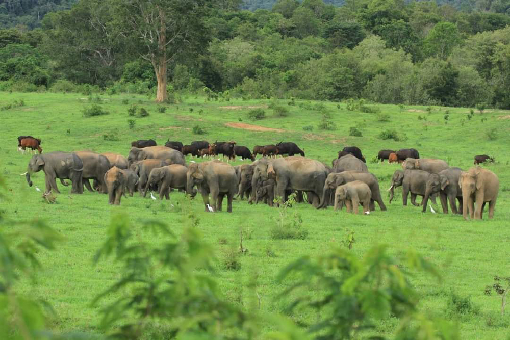 หาดูยาก! ช้างป่า-กระทิง รวมตัวออกหากินในทุ่งหญ้าเป็นจำนวนมาก