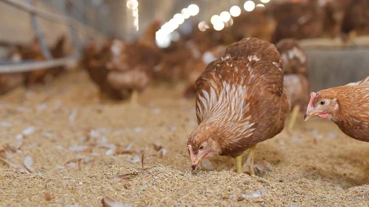 CPF ยึดหลักสุขภาพหนึ่งเดียว (One Health) มุ่งเน้นสวัสดิภาพสัตว์ สร้างอาหารปลอดภัยตั้งแต่ฟาร์มสู่จาน CPF ยึดหลักสุขภาพหนึ่งเดียว (One Health) มุ่งเน้นสวัสดิภาพสัตว์ สร้างอาหารปลอดภัยตั้งแต่ฟาร์มสู่จาน