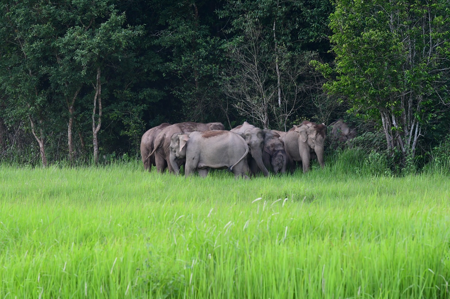 เปิดภาพเขาใหญ่อุดมสมบูรณ์ ช้างป่านับสิบเดินเล่นโชว์นทท.