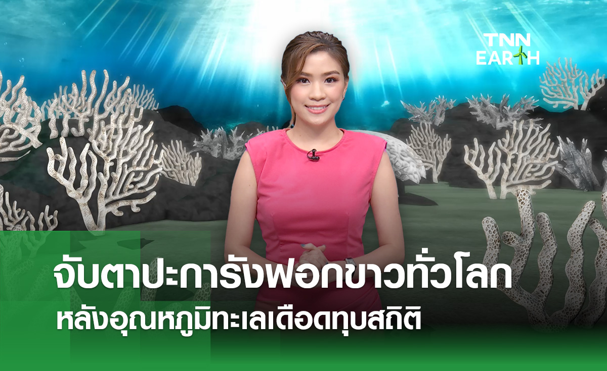 จับตา “ปะการังฟอกขาว” ทั่วโลก หลังทะเลเดือดสุดเป็นประวัติการณ์