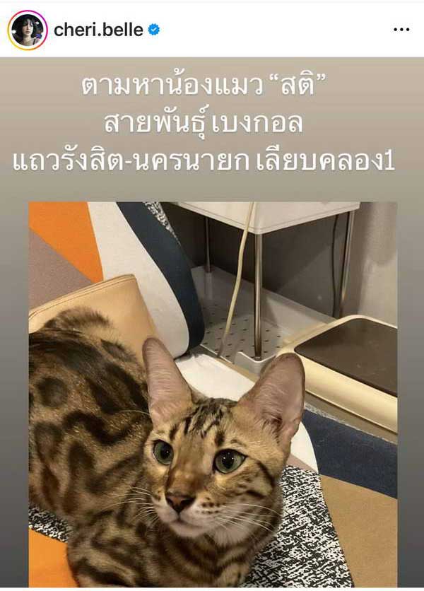 เฌอเบลล์ แมวหาย สายพันธุ์เบงกอล พบมีรางวัลให้ วอนอย่าบอกว่าน้องถูกกินไปแล้ว เฌอเบลล์ แมวหาย สายพันธุ์เบงกอล พบมีรางวัลให้ วอนอย่าบอกว่าน้องถูกกินไปแล้ว