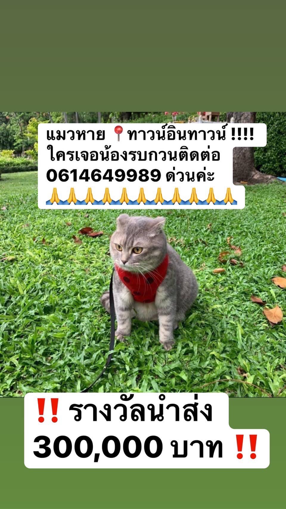 เจอตัวแม่มณีแล้ว! เจ้าของเผยเดินกลับเข้าหมู่บ้านมาเอง