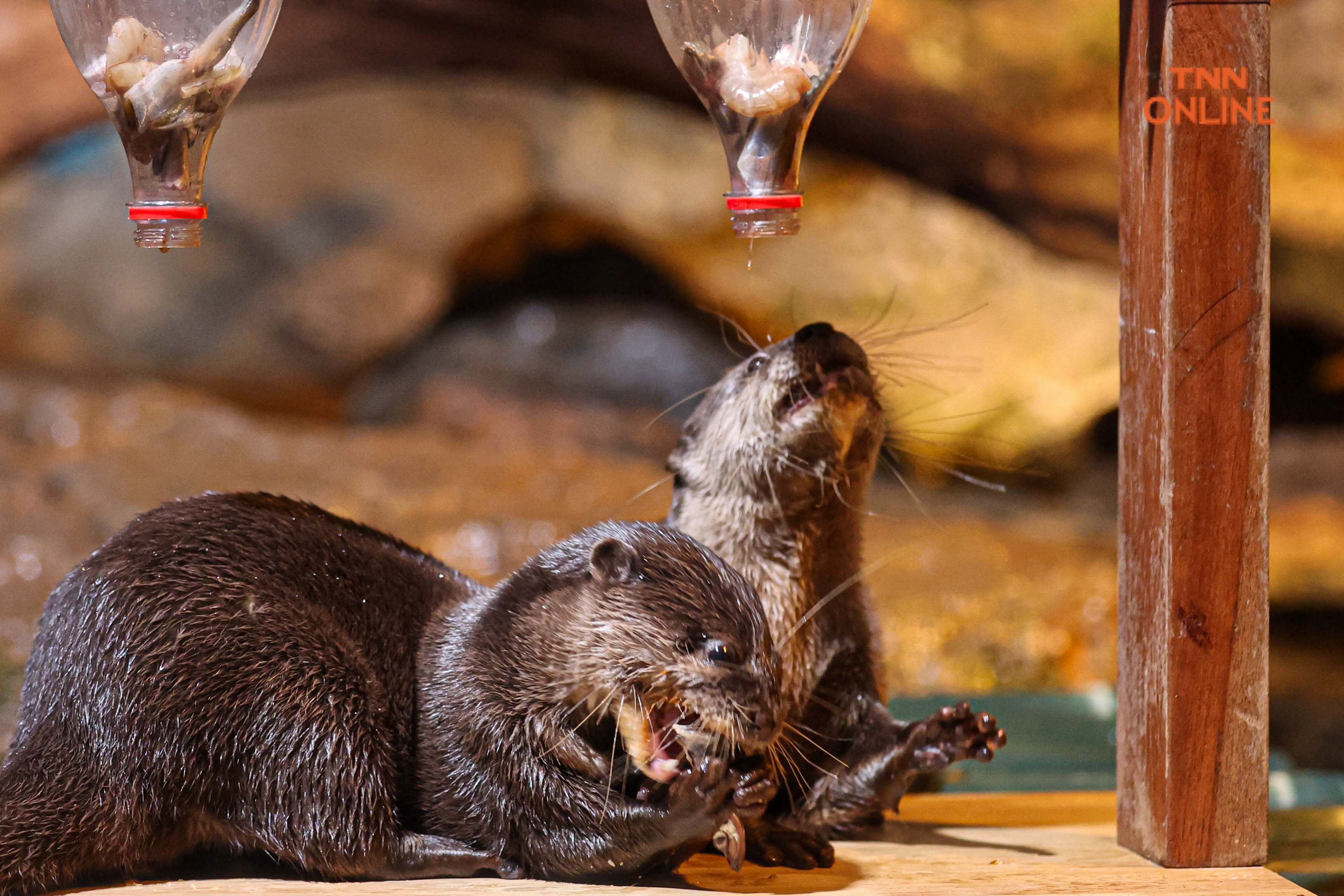 เสี่ยงทายแชมป์ฟุตบอลโลก 2022 ผ่านนากแสนรู้ชวนลุ้นนัดชิงไปด้วยกัน 18 ธ.ค. นี้ เสี่ยงทายแชมป์ฟุตบอลโลก 2022 ผ่านนากแสนรู้ชวนลุ้นนัดชิงไปด้วยกัน 18 ธ.ค. นี้