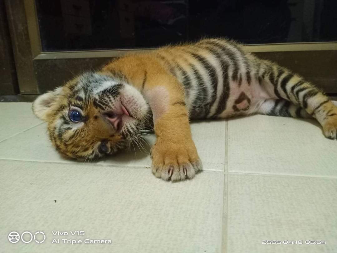 เปิดภาพล่าสุด “น้องขวัญ” เสือโคร่งของกลาง เน็ตไอดอลตัวใหม่ขวัญใจพี่ๆ