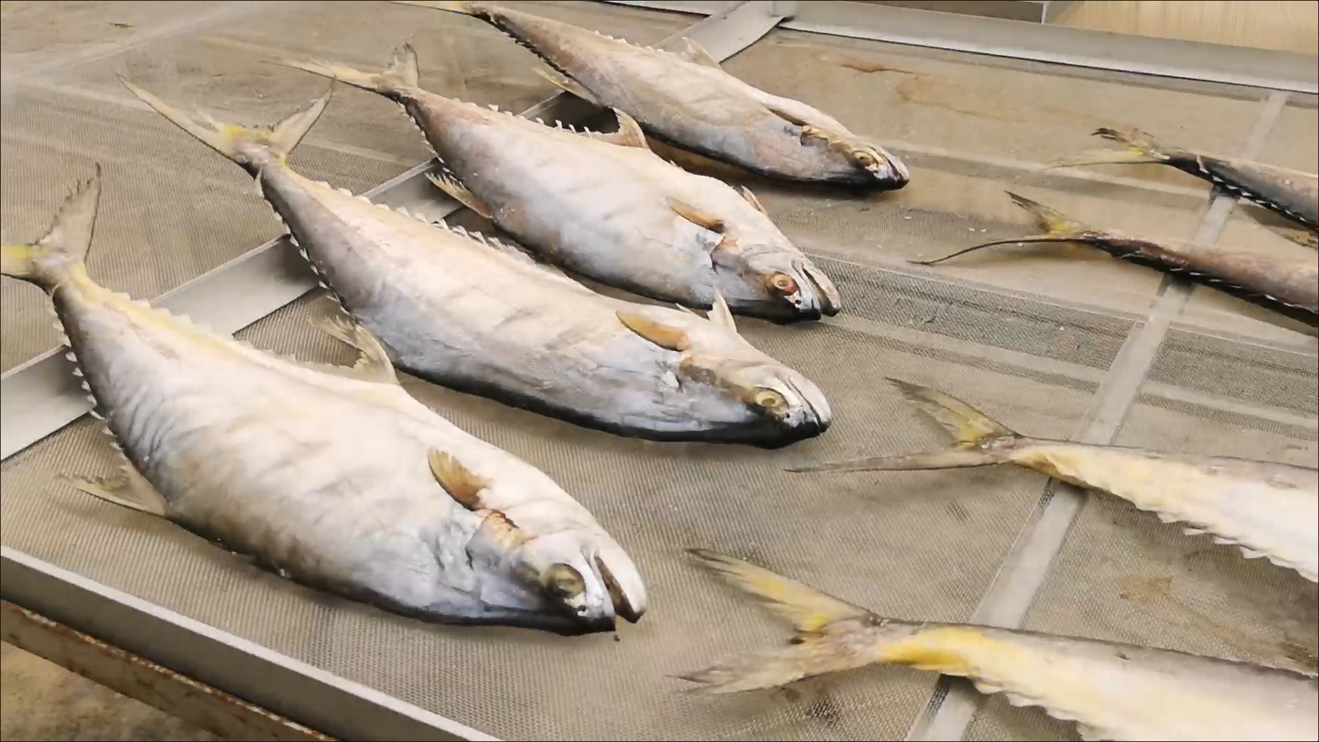 Soft Power กระแส ปลากุเลา แรงต่อเนื่อง ยอดขายพุ่งกว่าร้อยละ 30