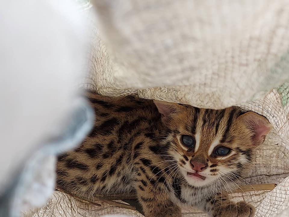 น่าสงสาร! พบลูกแมวดาว พลัดหลงกับแม่ ขณะหนีไฟป่า น่าสงสาร! พบลูกแมวดาว พลัดหลงกับแม่ ขณะหนีไฟป่า