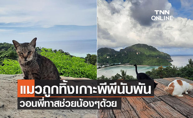 พี่ทาสช่วยน้องๆด้วย! แมวถูกทิ้งติดเกาะพีพีกว่า 1 พันตัว ผลกระทบโควิด-19   