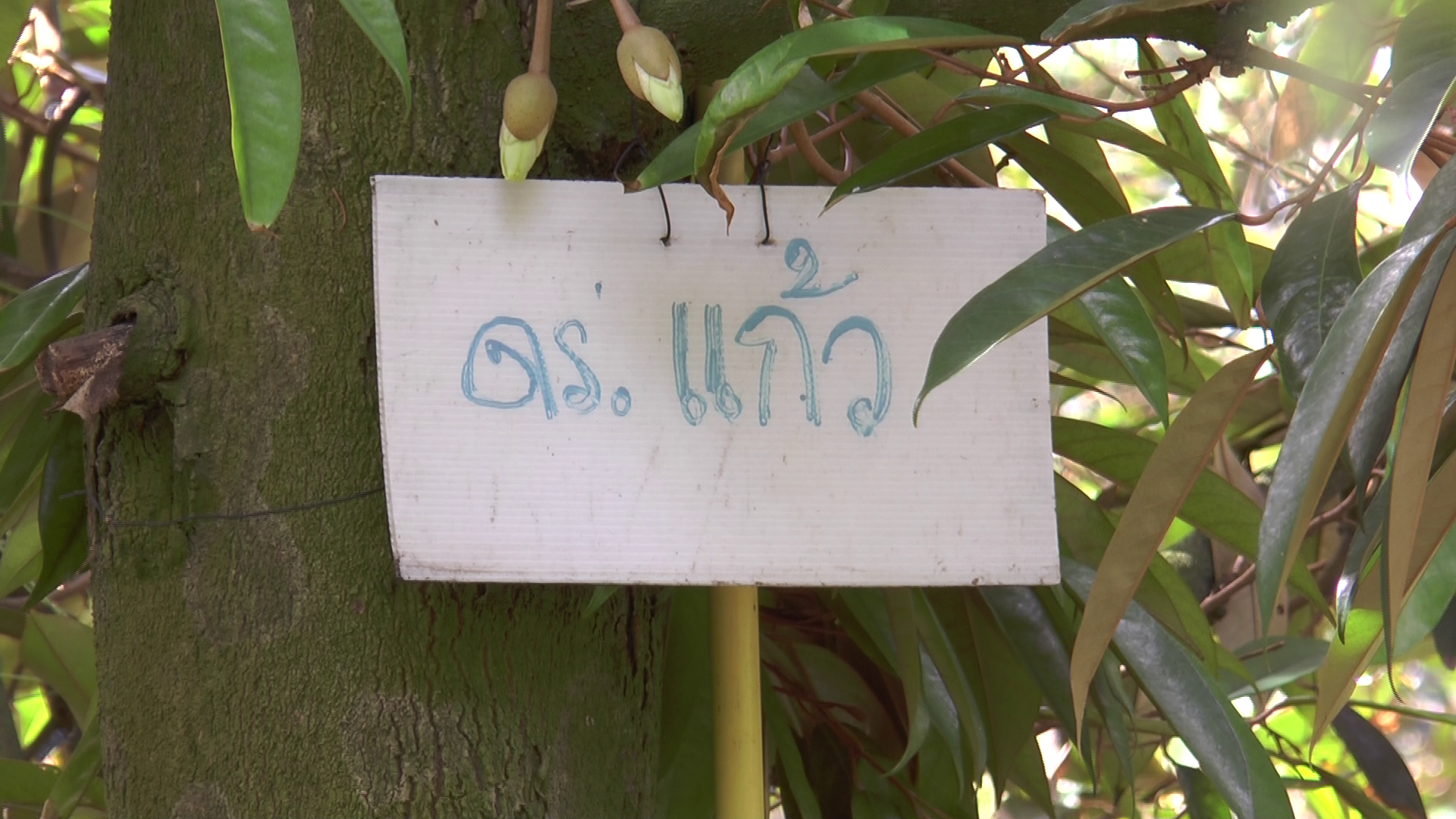 ราชินีผลไม้! ผู้ใจบุญทุ่มเงินล้าน เหมาทุเรียนนนท์