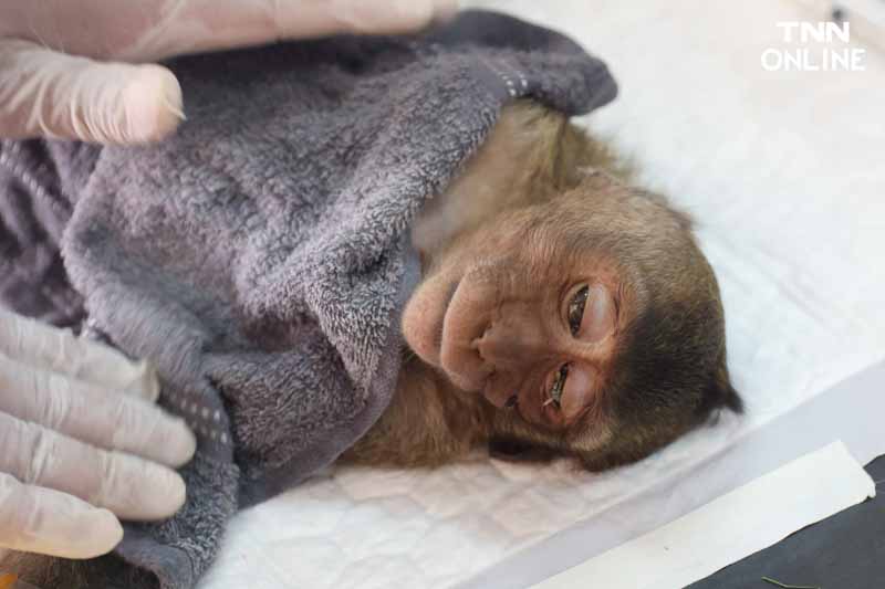 ทำหมันควบคุมประชากร แก้ปัญหาลิงขยายพันธ์ุเข้าถิ่นอาศัยคน ทำหมันควบคุมประชากร แก้ปัญหาลิงขยายพันธ์ุเข้าถิ่นอาศัยคน