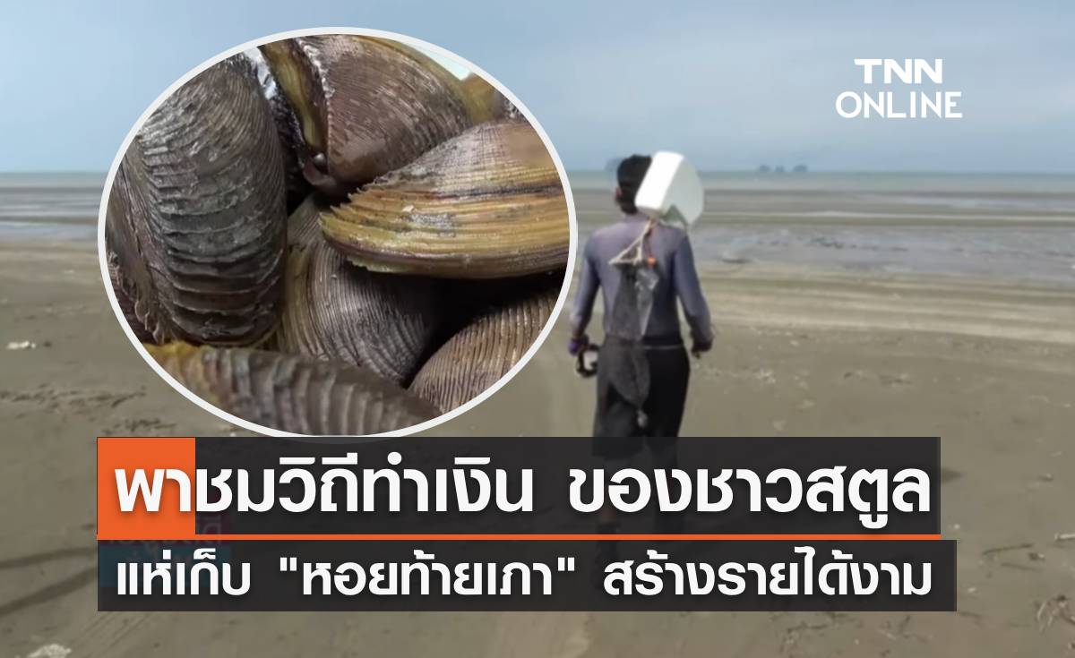 พาชมวิถีทำเงินของชาวสตูล แห่เก็บ "หอยท้ายเภา" สร้างรายได้งาม กก.ละ 500 บาท