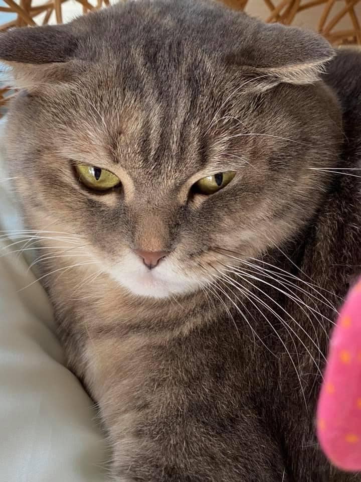 เจอตัวแม่มณีแล้ว! เจ้าของเผยเดินกลับเข้าหมู่บ้านมาเอง