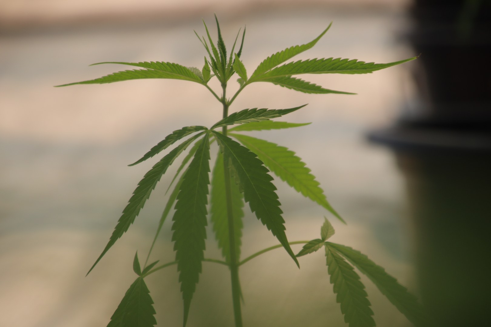 พิษณุโลก! ม.นเรศวร จัดแสดงผลิตภัณฑ์จากกัญชง พิษณุโลก! ม.นเรศวร จัดแสดงผลิตภัณฑ์จากกัญชง