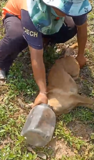 ชื่นชม! ผู้ใจบุญกว่า 10 คนช่วย สุนัข หัวติดกระปุกพลาสติกนานกว่าสัปดาห์