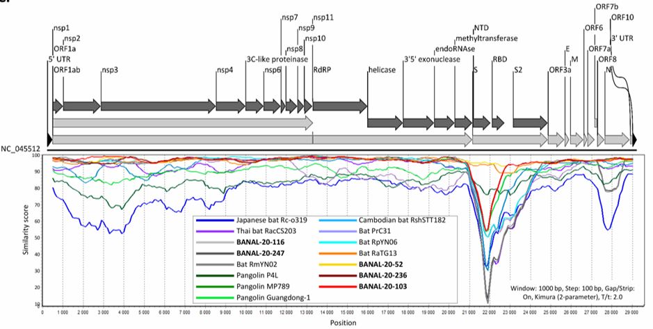 วิจัยใหม่! พบค้างคาวในลาวมีเชื้อไวรัสใกล้เคียงกับโควิด-19 ในมนุษย์ วิจัยใหม่! พบค้างคาวในลาวมีเชื้อไวรัสใกล้เคียงกับโควิด-19 ในมนุษย์