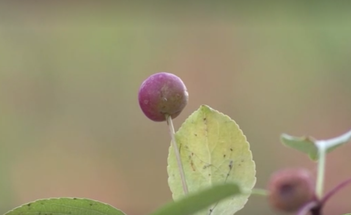 มุ้งมิ้ง! ชาวสวนรัสเซียปลูกแอปเปิ้ลจิ๋วลูกเท่าไข่มุก เหมาะกับอากาศไซบีเรีย 