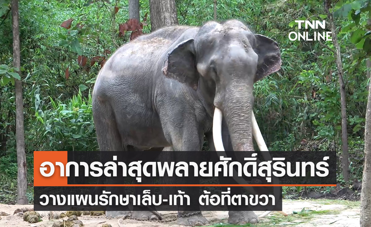 อาการล่าสุด ‘พลายศักดิ์สุรินทร์ ’ วางแผนรักษาเล็บ-เท้า ต้อที่ตาขวา