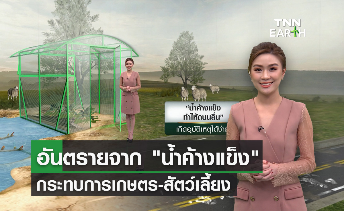 อันตรายจาก “น้ำค้างแข็ง” กระทบพืชผัก-สัตว์เลี้ยง