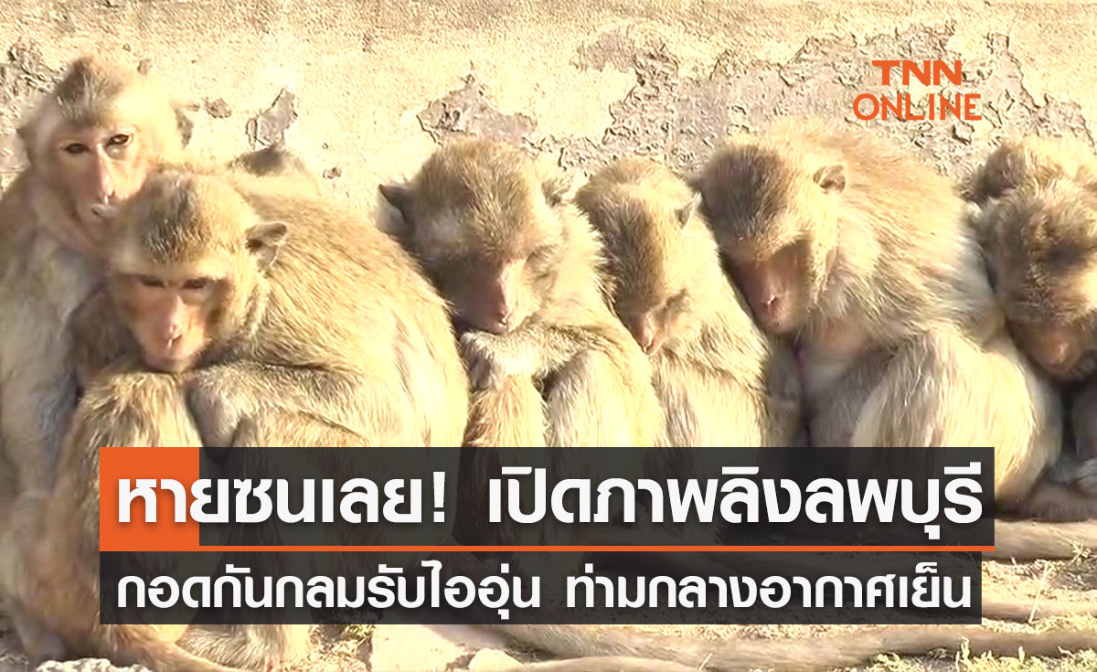 เอ็นดู! "ลิงลพบุรี" หนาวเหน็บเกาะกลุ่มกันรับไออุ่นจากแสงแดด