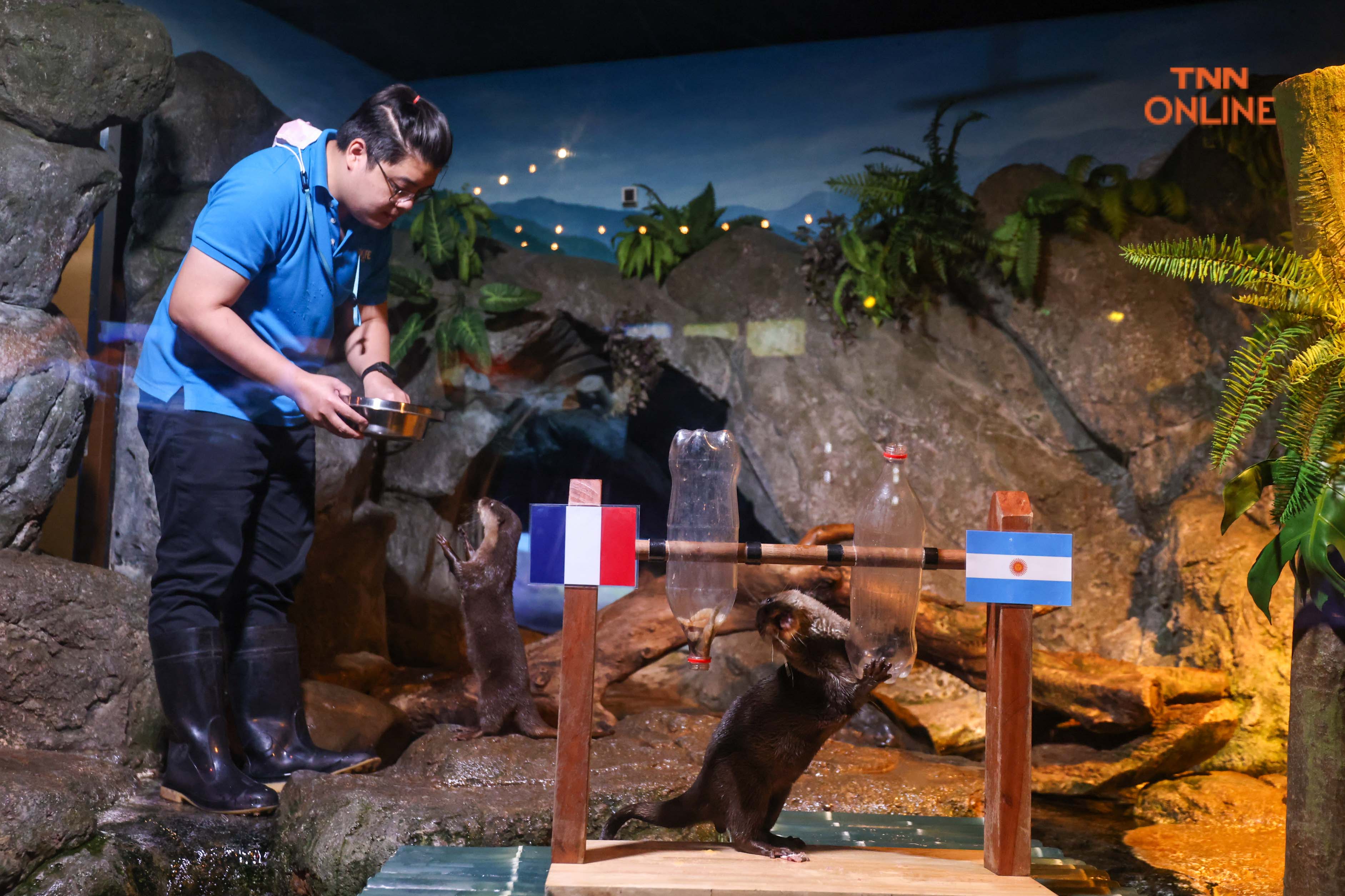 เสี่ยงทายแชมป์ฟุตบอลโลก 2022 ผ่านนากแสนรู้ชวนลุ้นนัดชิงไปด้วยกัน 18 ธ.ค. นี้ เสี่ยงทายแชมป์ฟุตบอลโลก 2022 ผ่านนากแสนรู้ชวนลุ้นนัดชิงไปด้วยกัน 18 ธ.ค. นี้