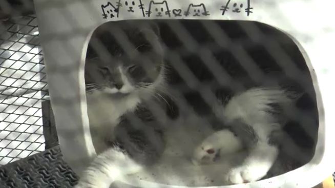 แมวของกลาง ‘กุ๊ก ระยอง ’ซึมเศร้า ไม่ยอมกินอาหาร คาดคิดถึงเจ้าของ แมวของกลาง ‘กุ๊ก ระยอง ’ซึมเศร้า ไม่ยอมกินอาหาร คาดคิดถึงเจ้าของ