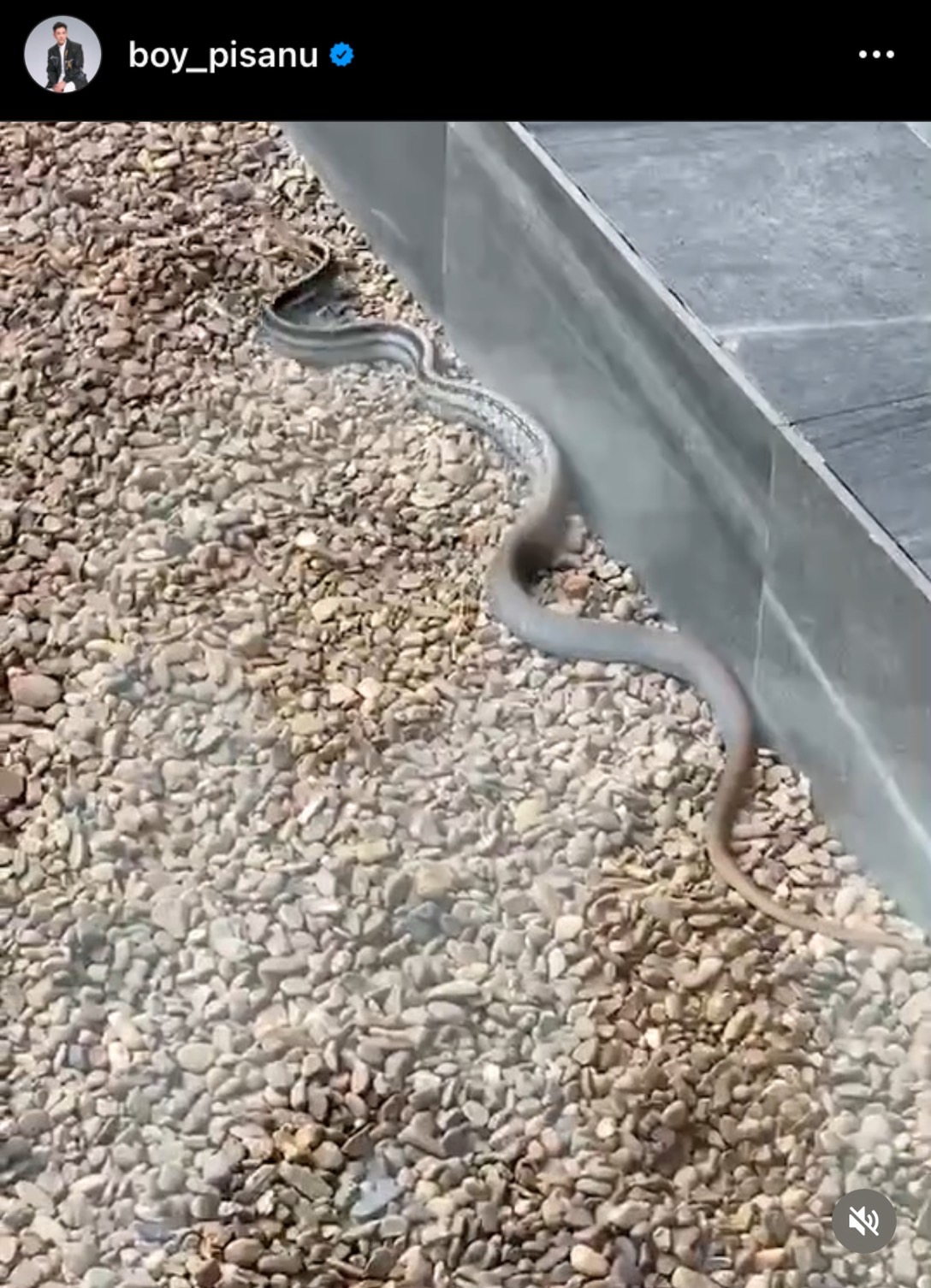 บอย พิษณุ โพสต์คลิปหลอน งูเข้าบ้าน 2 ตัวซ้อน ล่าสุดกู้ภัยเข้ามาจัดการแล้ว บอย พิษณุ โพสต์คลิปหลอน งูเข้าบ้าน 2 ตัวซ้อน ล่าสุดกู้ภัยเข้ามาจัดการแล้ว