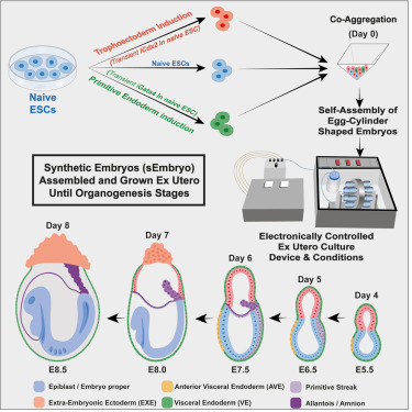 อิสราเอลพัฒนา ตัวอ่อนมนุษย์เทียม หวังใช้เป็นอวัยวะปลูกถ่าย ยืดอายุขัยมนุษย์