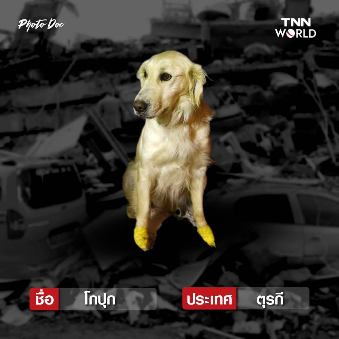 รวมสุนัขกู้ภัย ทั่วโลก ค้นหาผู้รอดชีวิตแผ่นดินไหวตุรกี-ซีเรีย