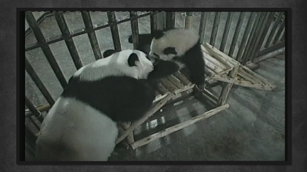 สวนสัตว์เชียงใหม่แถลงสาเหตุการตาย “หลินฮุ่ย”   (มีคลิป)