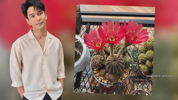“กัน นภัทร” ขยายพันธุ์ แคคตัส สร้างรายได้ มีแพลนเปิดเป็นคาเฟ่ (มีคลิป) “กัน นภัทร” ขยายพันธุ์ แคคตัส สร้างรายได้ มีแพลนเปิดเป็นคาเฟ่ (มีคลิป)