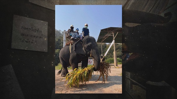 อาลัยปิดปางช้างแม่แตง เชียงใหม่ “เสนาหอย” ส่งกำลังใจถึงคนรักช้าง  (มีคลิป)