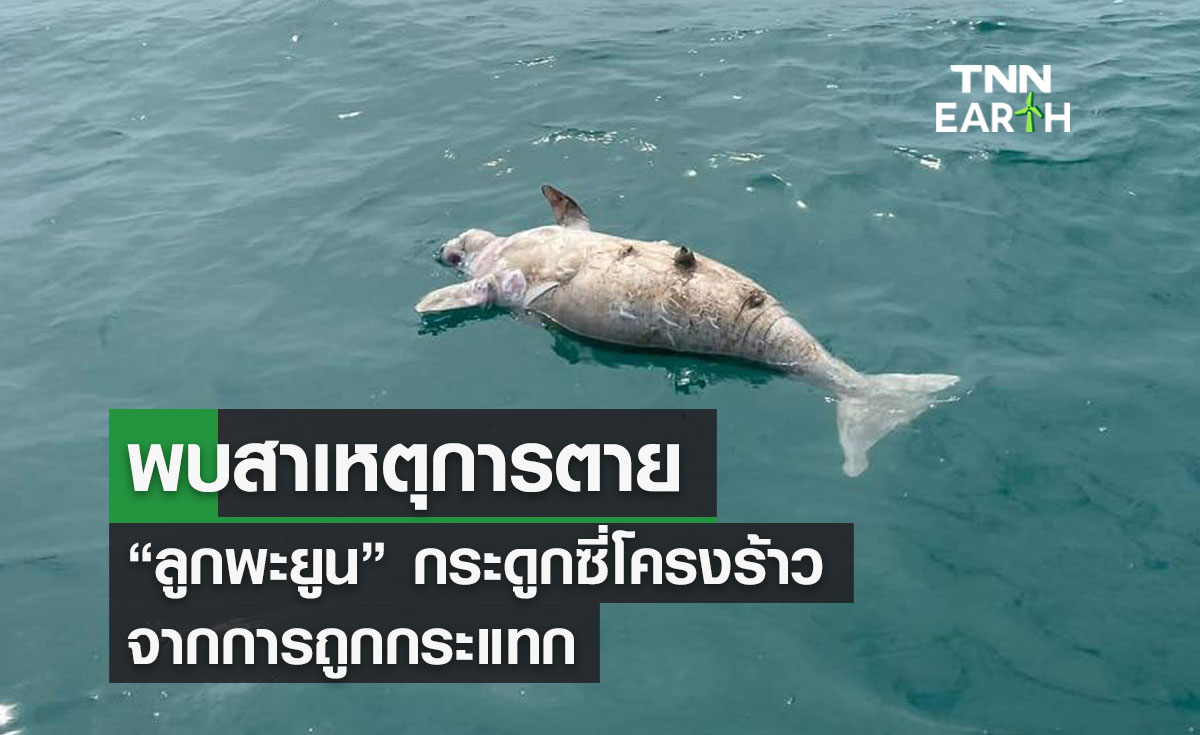 พบสาเหตุการตาย “ลูกพะยูน” กระดูกซี่โครงร้าวจากการถูกกระแทก