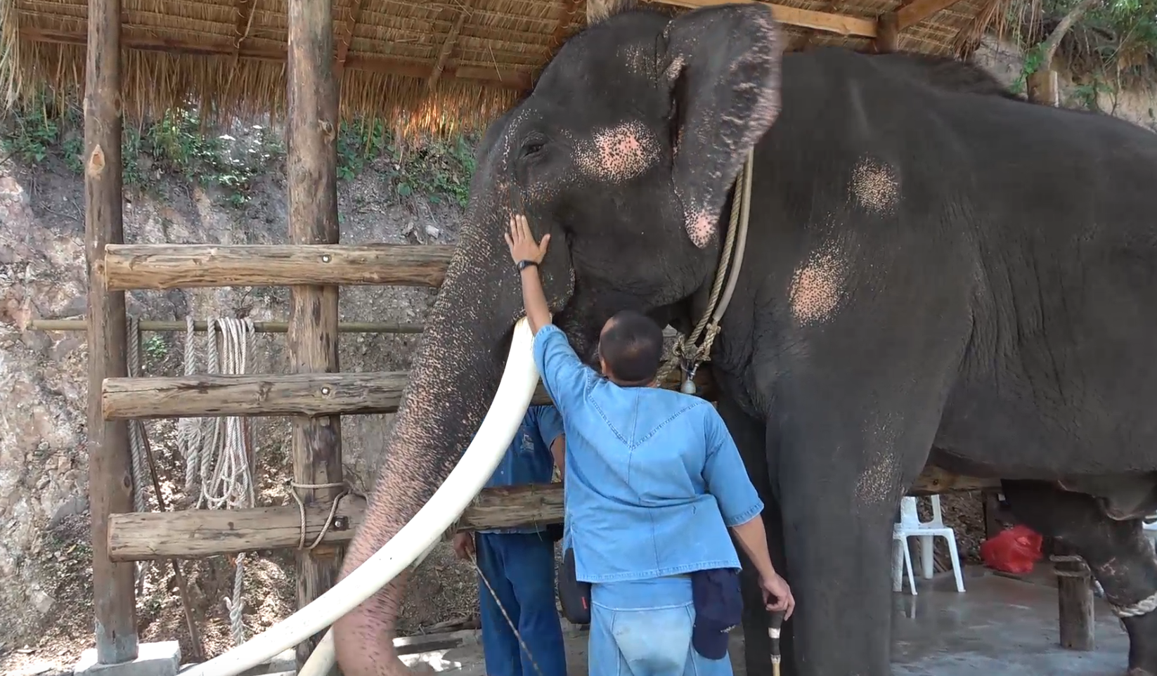 เปิดบ้าน!หลังใหม่ “พลายศักดิ์สุรินทร์” ทำพิธีฮ้องขวัญช้าง 28 ส.ค. นี้ เปิดบ้าน!หลังใหม่ “พลายศักดิ์สุรินทร์” ทำพิธีฮ้องขวัญช้าง 28 ส.ค. นี้