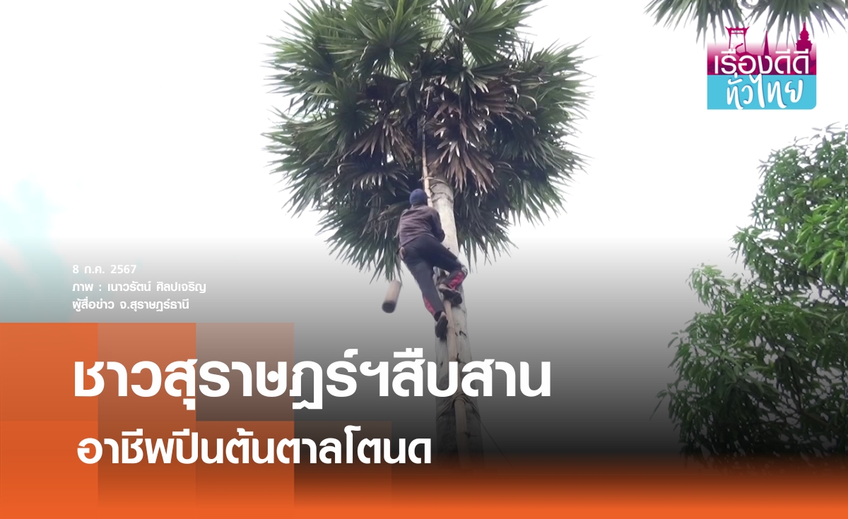 ชาวสุราษฎร์ฯสืบสานอาชีพ ปีนต้นตาลโตนด | เรื่องดีดีทั่วไทย
