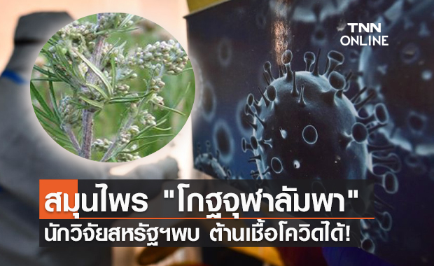 เผยงานวิจัยสหรัฐฯพบ "โกฐจุฬาลัมพา" สามารถยับยั้งโควิดได้!
