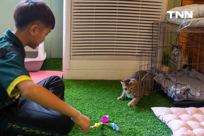 กทม.ชวนหาบ้านให้น้องแมว พบป่ะคนรักสัตว์ในงาน BKK EXPO 2024 กทม.ชวนหาบ้านให้น้องแมว พบป่ะคนรักสัตว์ในงาน BKK EXPO 2024