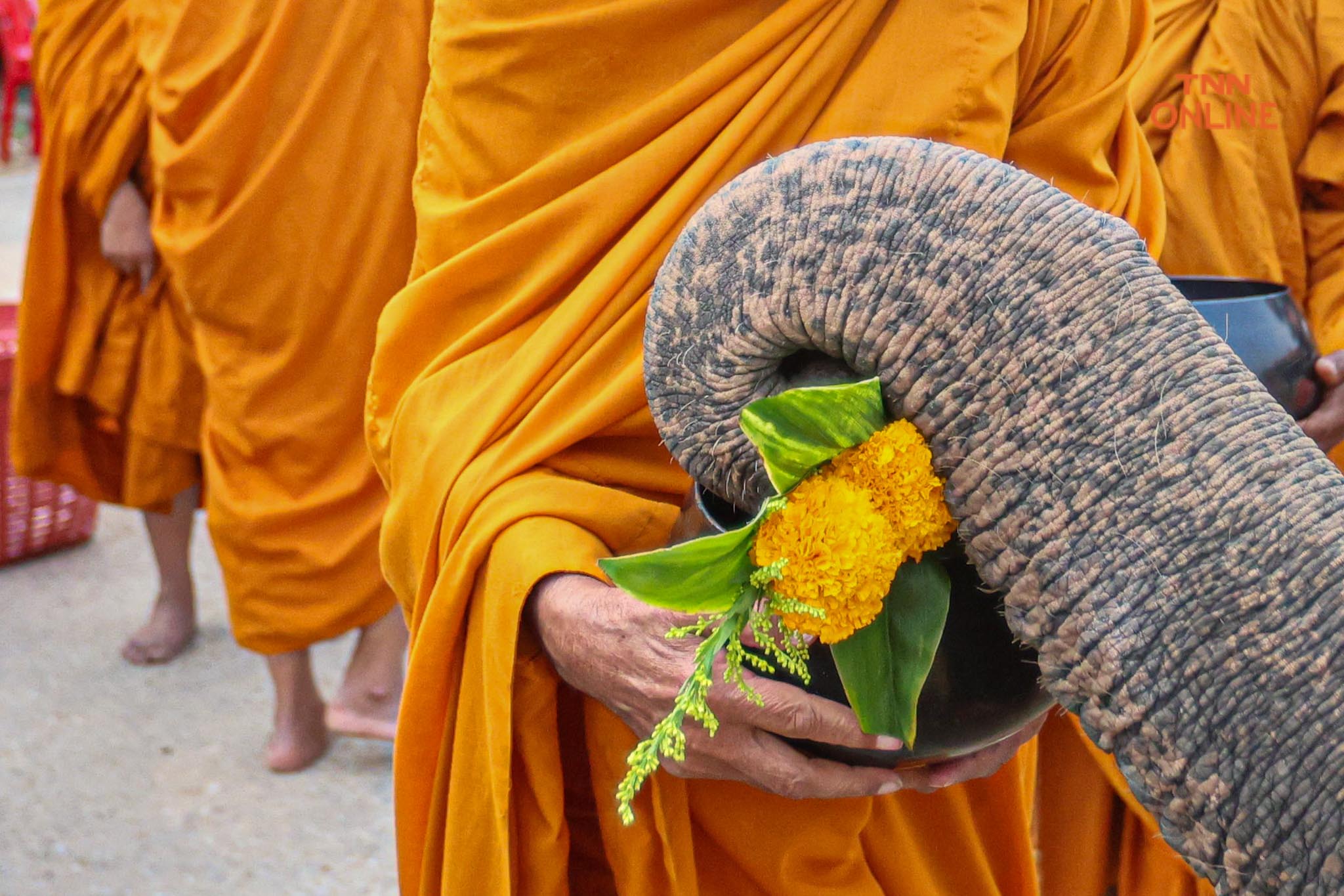 “วันช้างไทย” แลเพนียด ทำบุญ-เลี้ยงอาหารช้าง เพื่อเป็นสิริมงคล “วันช้างไทย” แลเพนียด ทำบุญ-เลี้ยงอาหารช้าง เพื่อเป็นสิริมงคล