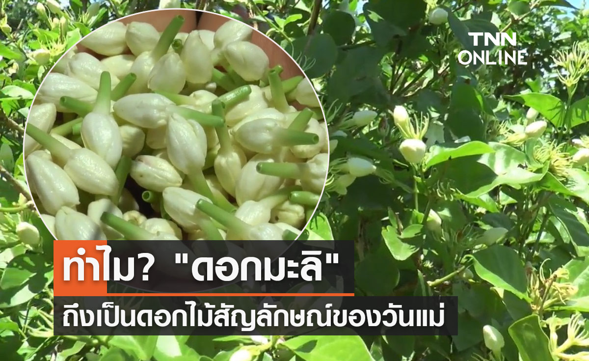 วันแม่แห่งชาติ 2566 ทำไม "ดอกมะลิ" ถึงเป็นสัญลักษณ์ของวันแม่