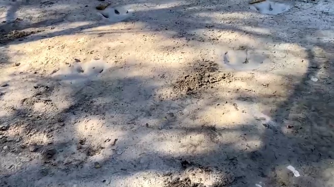 เปิดภาพ รอยเท้าไดโนเสาร์ อายุ 113 ล้านปี โผล่กลางแม่น้ำในเทกซัส!