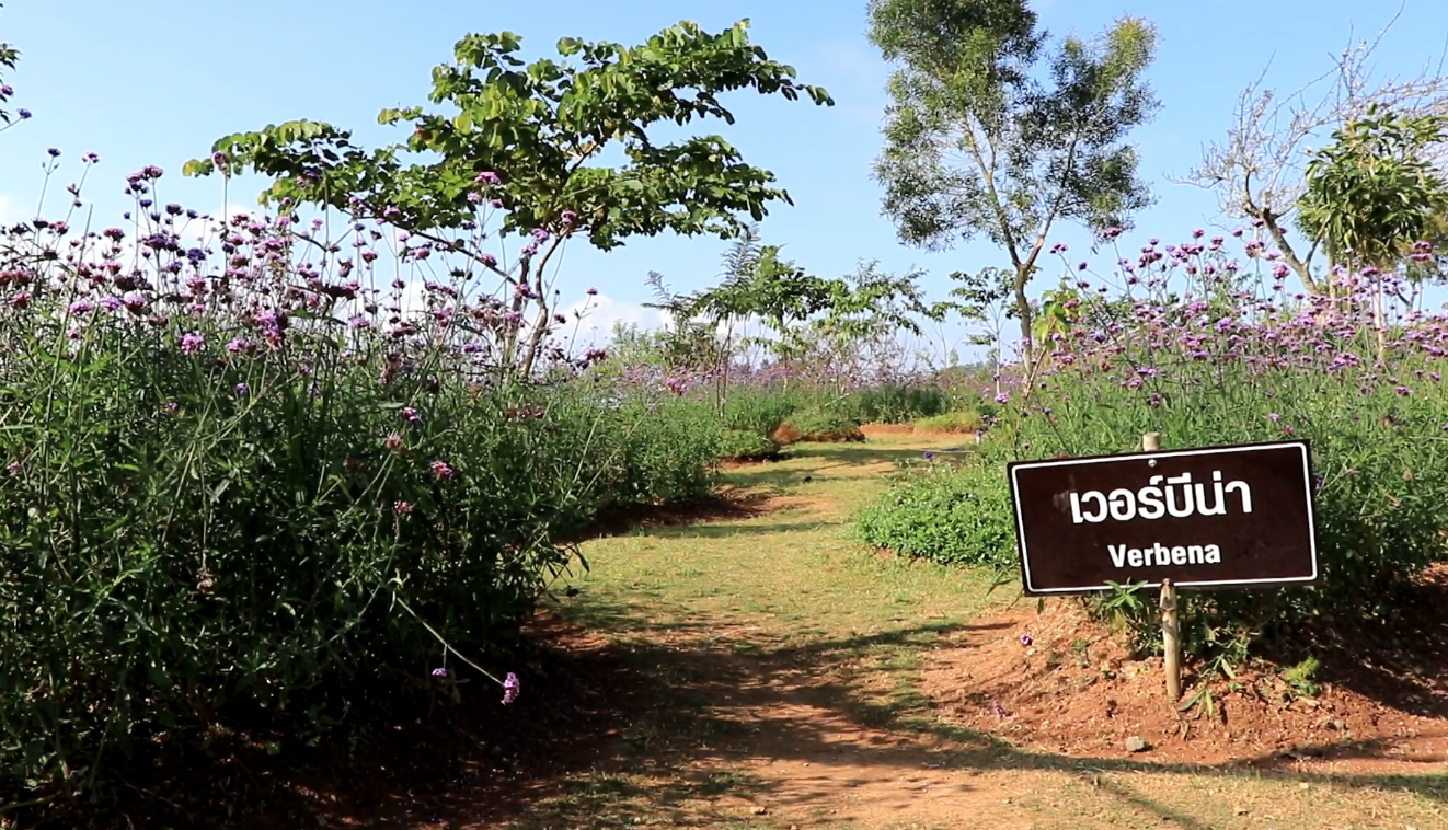 ดอยม่อนแจ่ม นทท.แห่สัมผัสลมหนาว ดอกไม้หลากสีตระการตา 