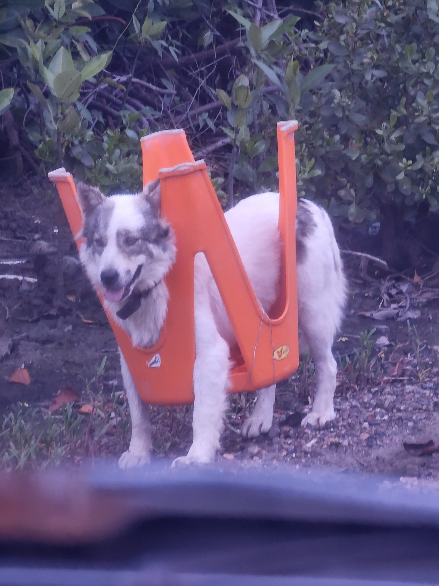 ไวรัล! สุนัขถูกมัดกับเก้าอี้ นึกว่าโดนแกล้งพอได้คำตอบถึงกับอึ้ง 