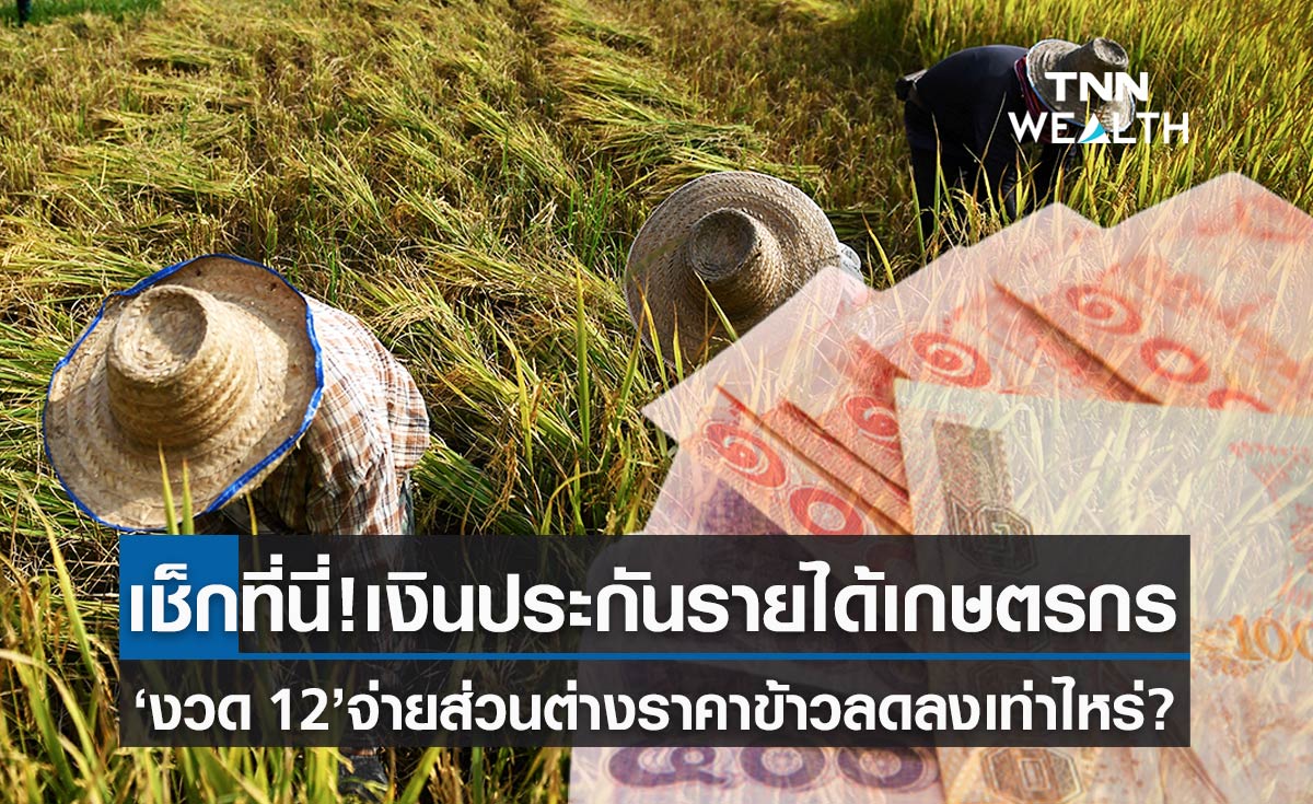 เช็กเลย!! เงินประกันรายได้เกษตรกร งวด 12 จ่ายส่วนต่างลดลงเท่าไหร่ ??