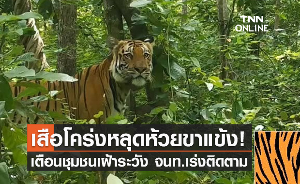 เสือโคร่ง "วิจิตร" หลุดออกนอกพื้นที่ป่าห้วยขาแข้ง เจ้าหน้าที่เร่งติดตาม