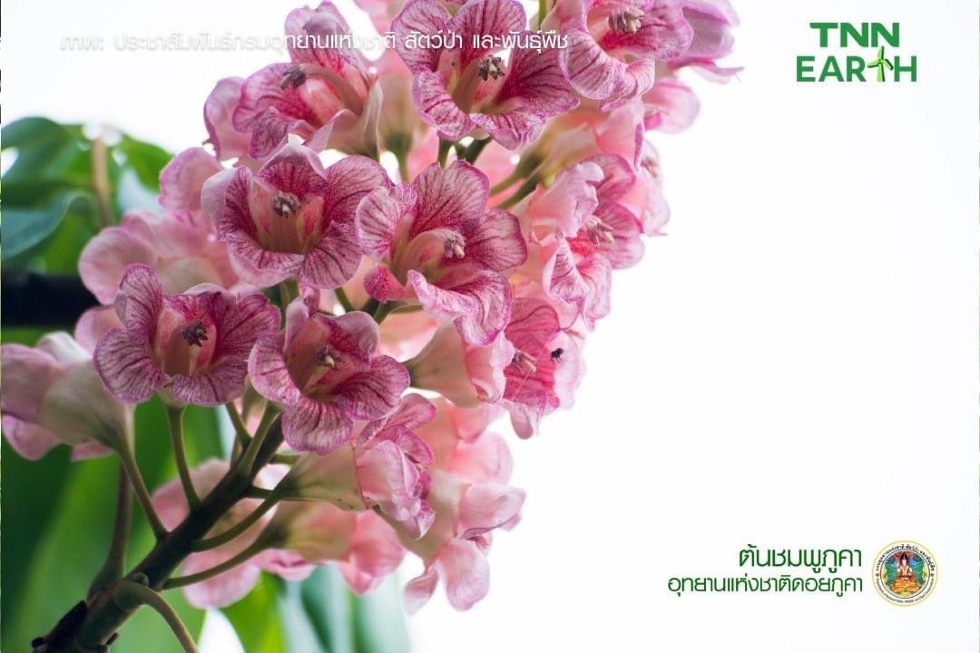ชมความสวยงาม ของ “ดอกชมพูภูคา” พรรณไม้หายาก ใกล้สูญพันธุ์