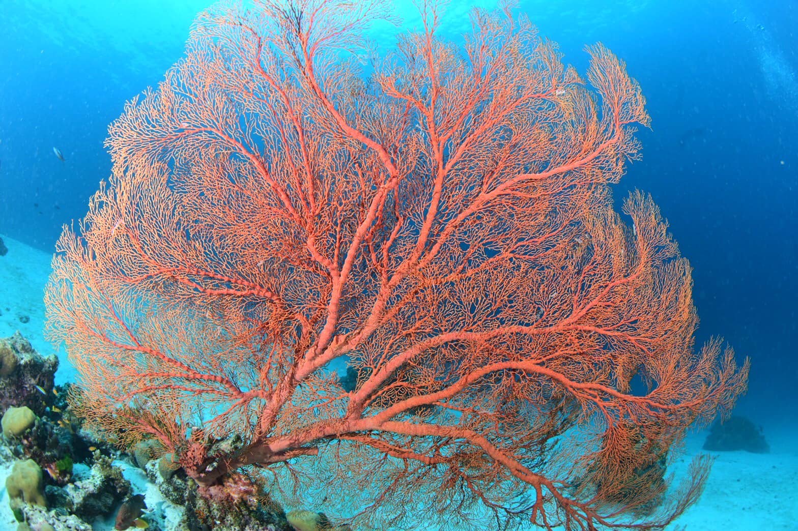 เปิดโลกใต้ทะเลชม ปะการัง สุดยอดความสวยงามติดอันดับโลก ที่ “หมู่เกาะสิมิลัน” จ.พังงา เปิดโลกใต้ทะเลชม ปะการัง สุดยอดความสวยงามติดอันดับโลก ที่ “หมู่เกาะสิมิลัน” จ.พังงา